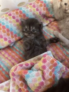 Persian kittens