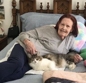 Loving clean indoor Ragdoll Cat