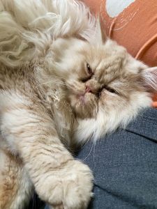 Want to see Cute Persian cat