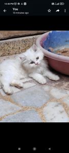 Persian doll face kitten above 2.5 months