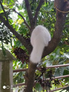 Persian cats for sale