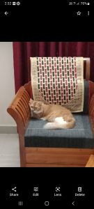 Persian cat 1.5 years old