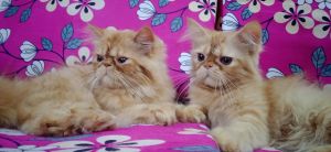 4months male kittens healthy & active