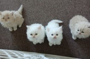 Persian Kittens