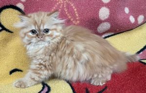 Red Tabby Persian Kitten