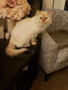 Very nice white Persian cat