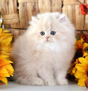 Persian kittens for sale