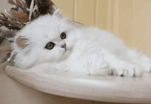 Gorgeous Persian Kittens Ready For Sale Now