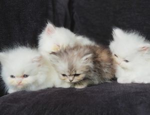 PERSIAN DOLLFACE KITTENS