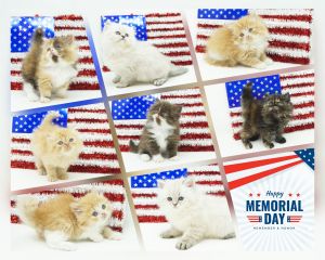CFA Persian & Himalayan Kittens