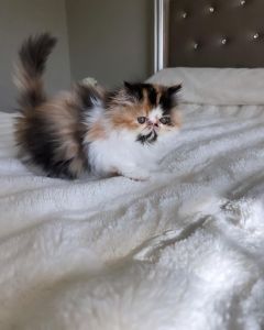 Persian kittens