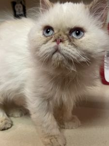 persian male kitten