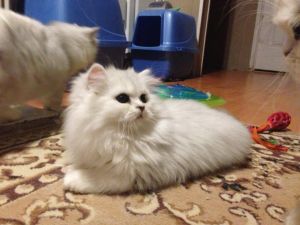 Pawpetals Christian Cattery