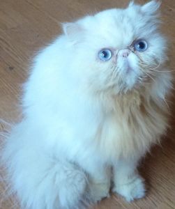 Persian Kittens for new home
