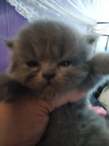 Persians of Mount Dora