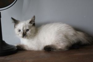 TICA registered nonstandard minuet kitten Allie