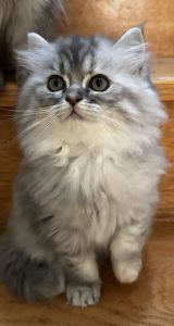 Adorable female kitten ready for her forever home