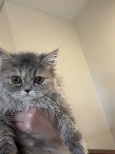 Silver Blue Cream Tabby Doll Face Persian