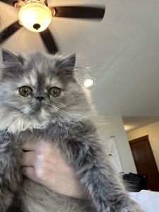 London Blue Cream Persian