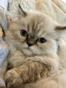 Jasmine Seal Point Himalayan Doll Face Persian