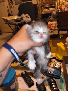 Smoke and white bicolor female's