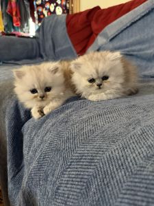 Fancy feast Silver shaded boys