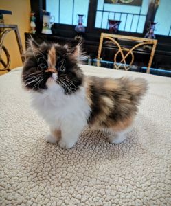 Calico Persian Kitten