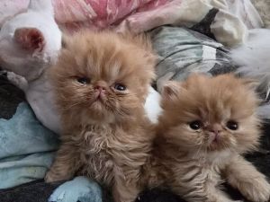 Persian kittens for sale
