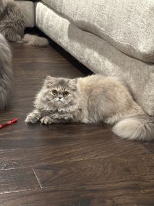 Silver Blue Cream Tabby Persian Female