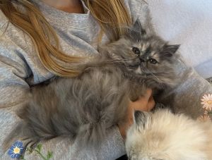 London Blue Cream Persian Female