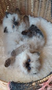 Persian kittens