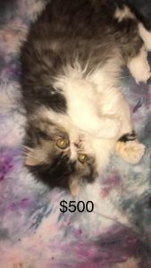 Beautiful Smushed face Persian