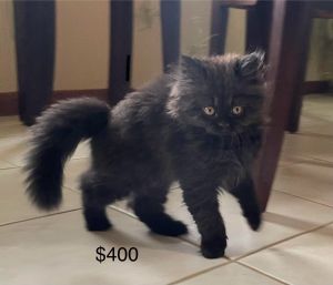 Adorable doll face persian