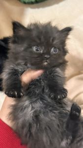 قطه شيرازي للبيع