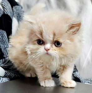 Persian Kittens