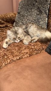 Persian cat for sale