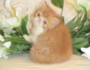 well trained persian kittens available