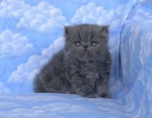 Gorgeous Persian And Siamese Kittens For Sale