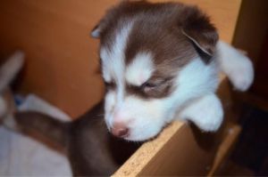 TICA persian kittens available now for sale