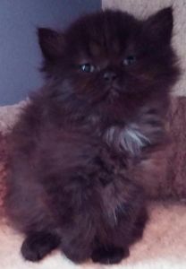Persian & Ragdoll Kittens for Sale