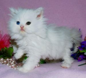 Cute Persian Kittens Currently Available
