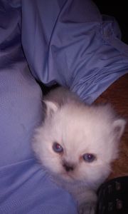 purebred Himalayan male