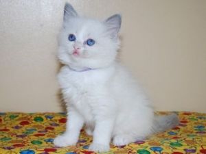 beautiful persian kittens ready now