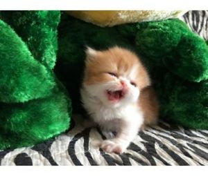 Teacup Persian Kittens. Perfect for Christmas(***) ***-***4