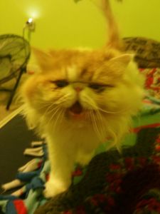 Loving affectionate male