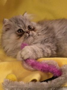 CFA BLUE TABBY MALE PERSIAN KITTEN