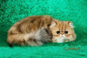 Persian female cat