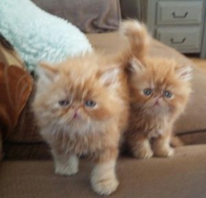 beautiful persian kittens available