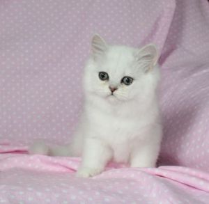 Adorable Chinchilla Persian Kitten