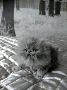 Persian Kittens For Sale